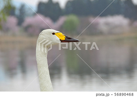 瓢湖の春 瓢湖の春 56890468