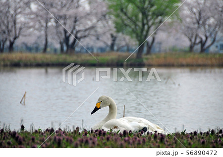 瓢湖の春 56890472