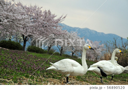 瓢湖の春 瓢湖の春 56890520