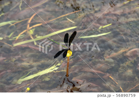 ハグロトンボ 56890759
