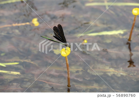 ハグロトンボ 56890760