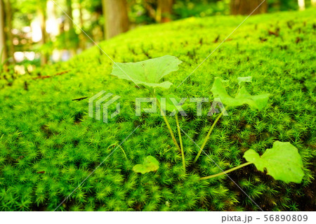 叡智の杜　苔の里 56890809