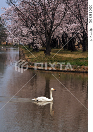 瓢湖の春 56891030