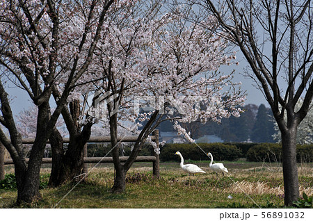 瓢湖の春 瓢湖の春 56891032