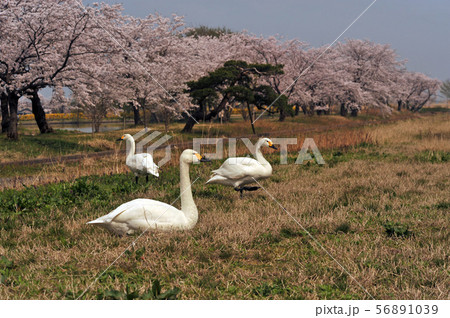 瓢湖の春 56891039