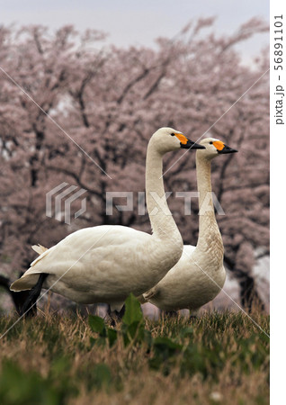 瓢湖の春 瓢湖の春 56891101