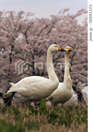 瓢湖の春 瓢湖の春 56891103