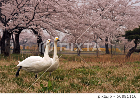 瓢湖の春 56891116