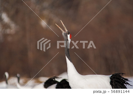緊張の鳴き合い 56891144