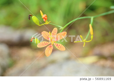 ヒオウギの花 56891169