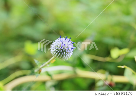 ヒゴタイの花 ヒゴタイの花 56891170
