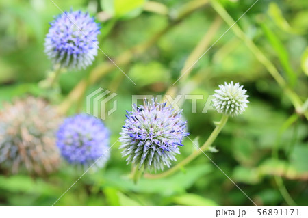 ヒゴタイの花 ヒゴタイの花 56891171