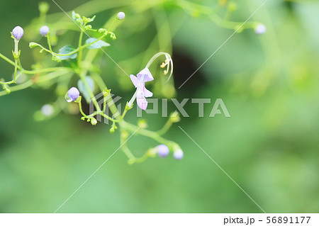カリガネソウの花 カリガネソウの花 56891177