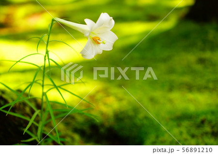 苔の里　ゆりの花 56891210