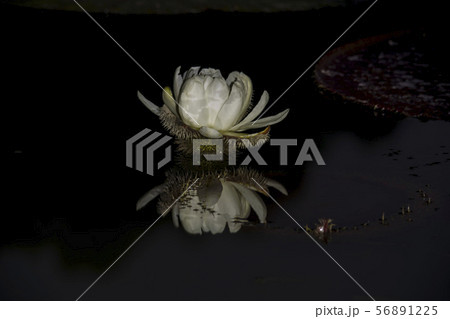 風景 自然 韓国 56891225