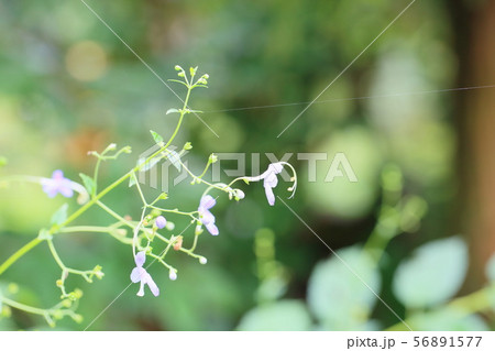 カリガネソウの花 56891577