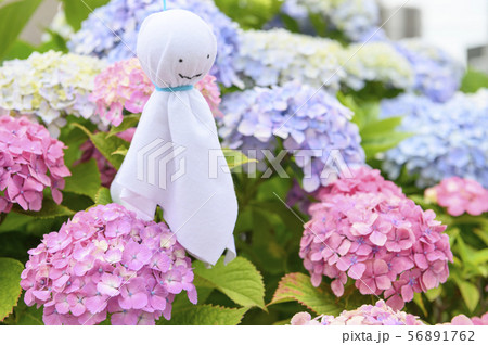 アジサイとテルテル坊主 アジサイとテルテル坊主 56891762