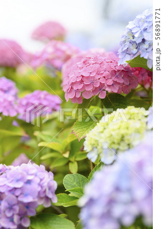 アジサイ 56891771