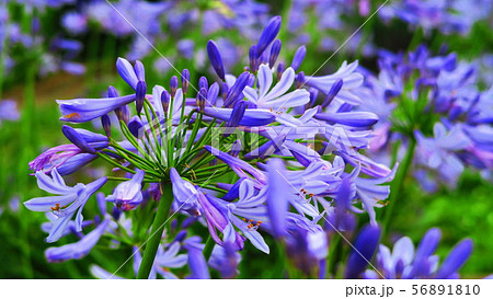 アガパンサス ムラサキクンシラン の花の写真素材