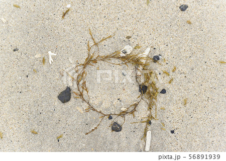 ホンダワラ科(海岸漂着物) ホンダワラ科(海岸漂着物) 56891939