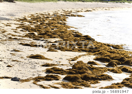 ホンダワラ科(海岸漂着物) ホンダワラ科(海岸漂着物) 56891947