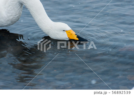 旅の途中 56892539