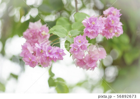 南国の花 ブーゲンビリ 南国の花 ブーゲンビリ 56892673