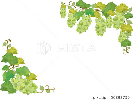 水彩風ぶどう：果樹園のフレーム 56892739