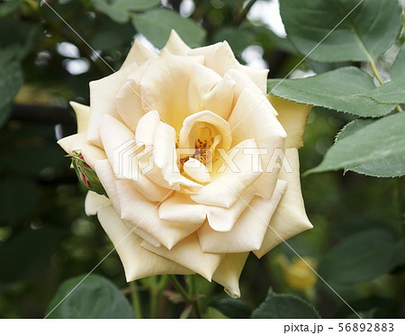 薔薇の花　剣弁 56892883