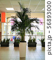 A large palm tree in a beautiful white pot 56893000