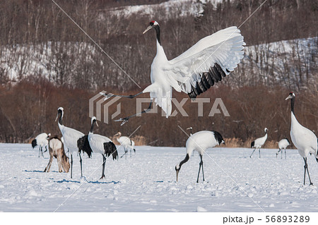 遊戯 遊戯 56893289