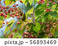 メジロ２ 56893469