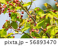 メジロ１ 56893470