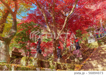 神奈川県伊勢原市の大山寺の石段脇の童子像と紅葉 神奈川県伊勢原市の大山寺の石段脇の童子像と紅葉 56894073