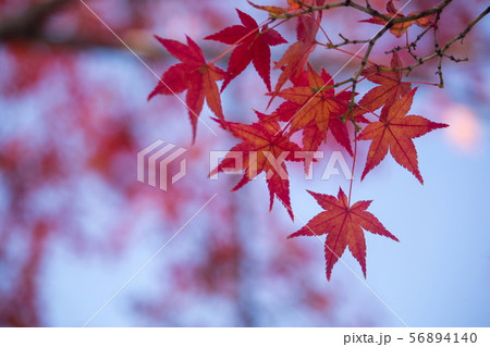 天龍寺の紅葉 天龍寺の紅葉 56894140
