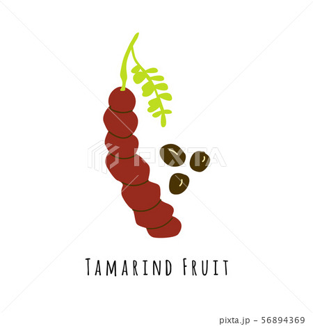 Tamarind fruit flat vector illustration 56894369