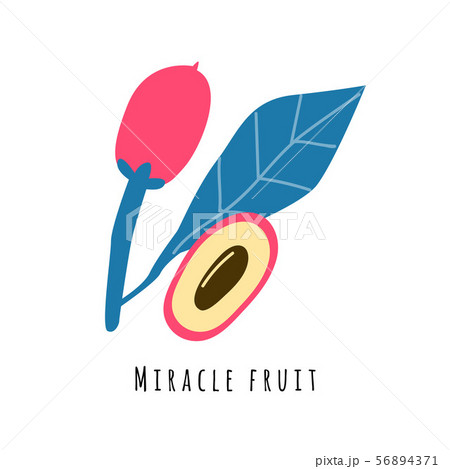 Miracle fruit flat vector illustration Miracle fruit flat vector illustration 56894371