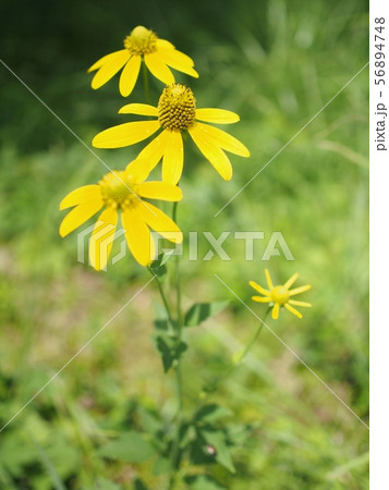 真夏の蓼科で旺盛に咲くオオハンゴンソウ 56894748