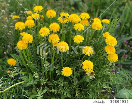 yellow dandelions in the field 56894955