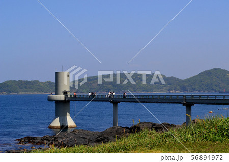 唐津　波戸岬　（青い海、白い砂浜、花の咲く野原、色々な表情を見せる岬） 56894972