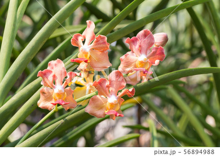 Fragrance orchid flower of Thailand named as Udon 56894988