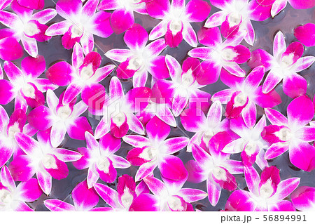 Orchid floating on the water surface Orchid floating on the water surface 56894991