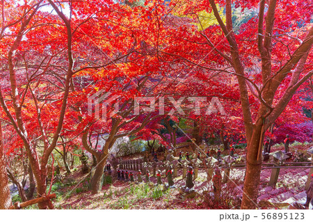 神奈川県伊勢原市の大山寺の境内から石段脇の紅葉を見下ろす 56895123