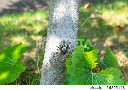 日本の横浜都市景観　街中のセミ＝横浜市内 56895148