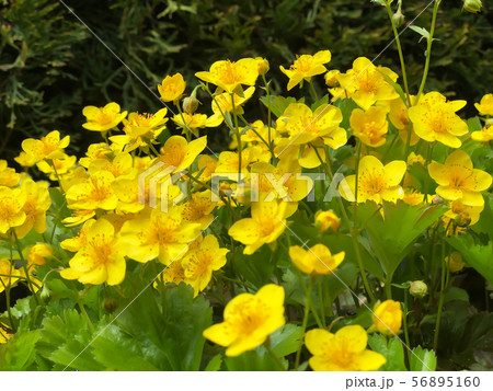 Yellow Marsh Marigold  King Cup Plant Caltha 56895160