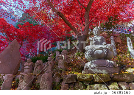 神奈川県伊勢原市の大山寺の石段脇の紅葉と石仏 神奈川県伊勢原市の大山寺の石段脇の紅葉と石仏 56895169