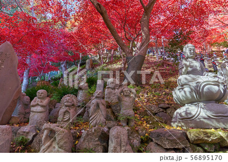 神奈川県伊勢原市の大山寺の石段脇の紅葉と石仏 神奈川県伊勢原市の大山寺の石段脇の紅葉と石仏 56895170