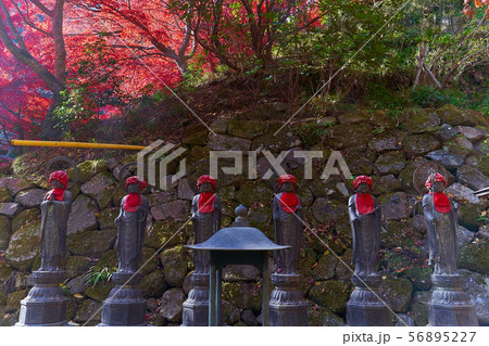 神奈川県伊勢原市の大山寺の紅葉とお地蔵様 56895227