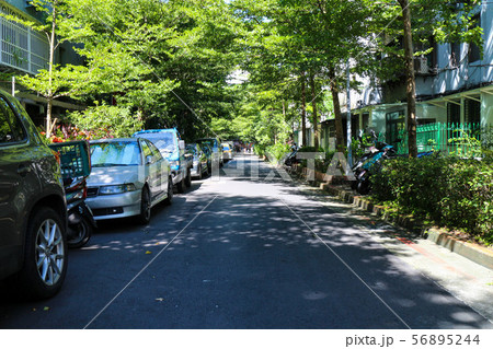 木 ツリー 樹 56895244