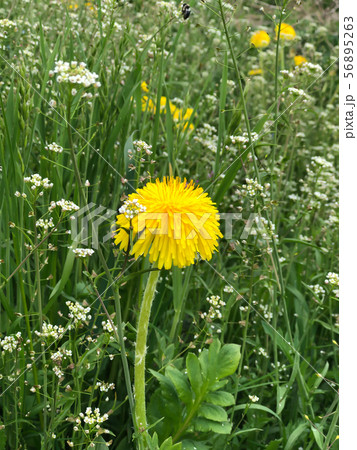 yellow dandelions in the field yellow dandelions in the field 56895263